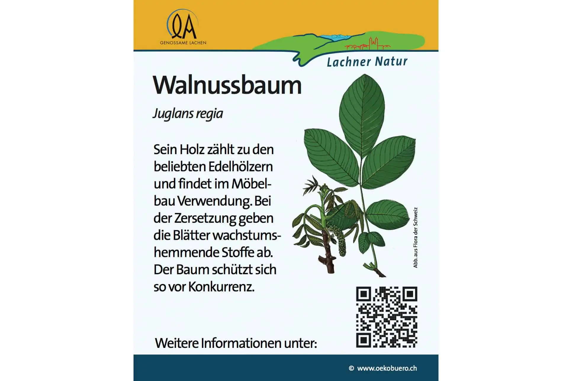 Artentafel Walnussbaum